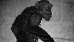 Monkey Me