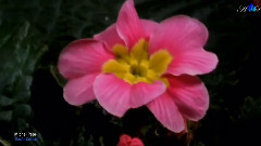 Rosee Celeste