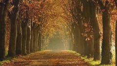 Ernesto Cortazar - Les Feuilles Mortes