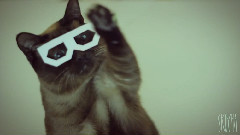 Best Dubstep Cat