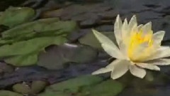On Herring Pond