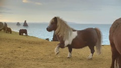 The Pony
