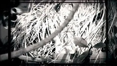 初音未来 - カミノコトバ