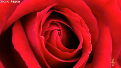 Red Roses