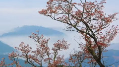 樱花雨