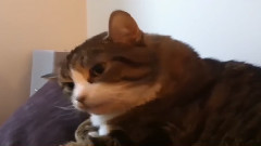 搞笑猫