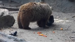 Сърцето
