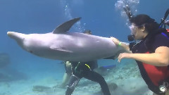 Sister Submarine