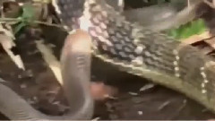 Giant snakes war