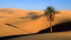 Desert Rose