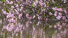 暗香