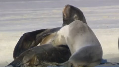 Wildlife