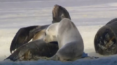 Wildlife