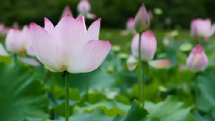 中国十大名花