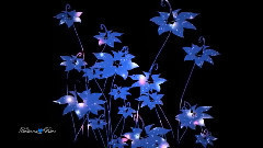 Pearls Of Joy