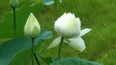 曲院风荷