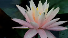 相思花雨