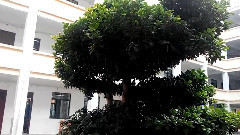 雨中即景