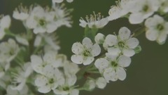 望江南