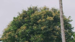 知更鸟