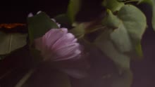 Lo Moon - Loveless (Visual)