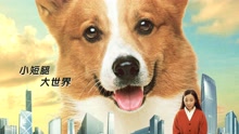 若即若离 电影《一条叫王子的狗》主题曲