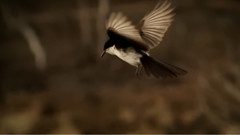 Bird In Flight