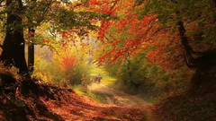 Autumn