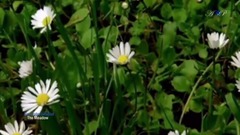 The Meadow