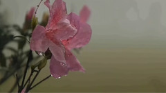 雨的涟漪