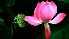 误入藕花深处