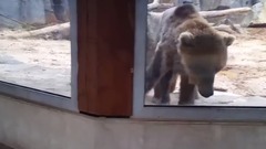 Boy Plays Peek A Boo With Bear At The Zoo