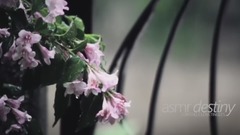 Rain(自然雨声)