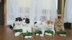 NG镜头的猫猫