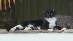 BBC纪录片