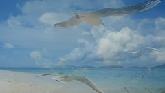 彩云伴海鸥
