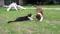 To Help The CAT