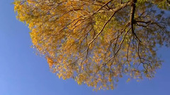 北京秋色