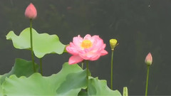 荷花赞