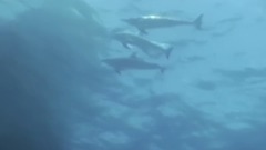 Dolphin (海豚)
