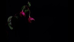 Flower Time Lapse 2016 1 -꽃 개화 동영상