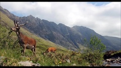 Glencoe
