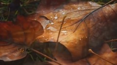 爱在深秋