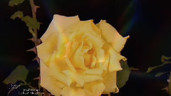 La Rose Magnifique