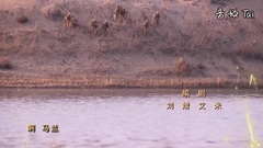 马兰谣