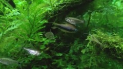 心静神闲