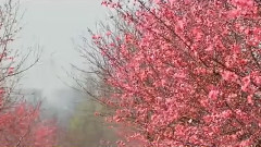 望春风