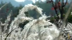 青瓦白墙恋徽州