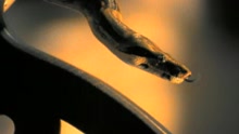 The Front - Le Motion