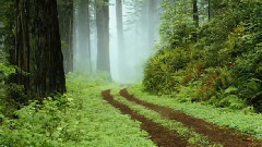 The Memory Of Trees